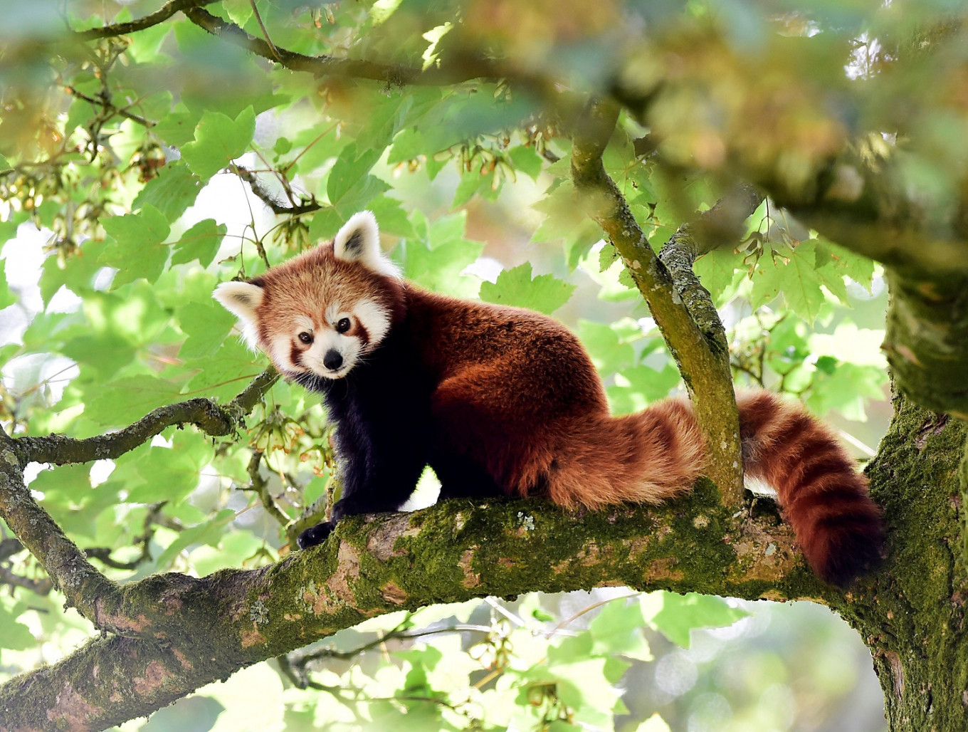 F Moreno / Red Panda Habitat Page